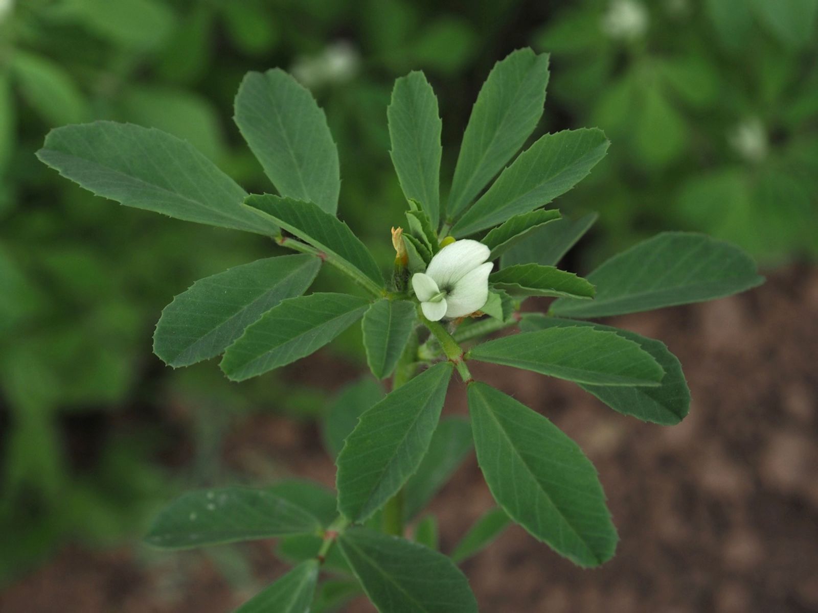 Plant Image
