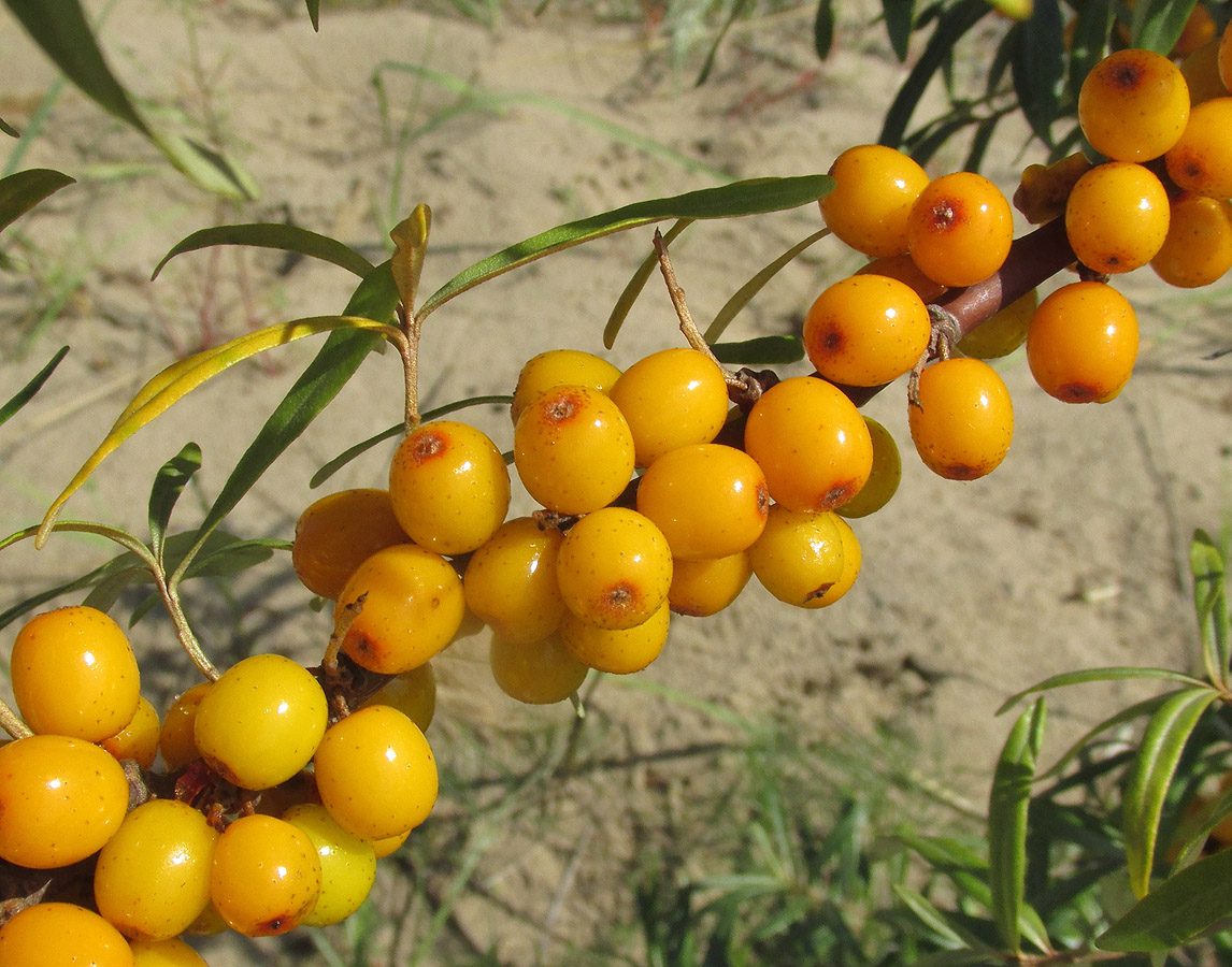Plant Image